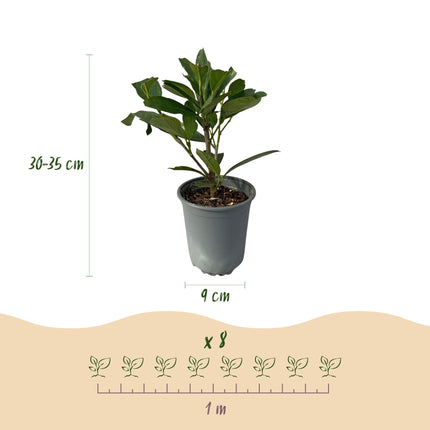 Kirschlorbeer Prunus laurocerasus Caucasica – Immergrün – 8 Pflanzen für 1m Hecke – Schnellwachsende & winterharte Heckenpflanze – Ø9cm Höhe 30–35cm