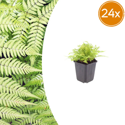 Dryopteris filix-mas – 24 Pflanzen Männerfarn Wurmfarn – 10-25cm – Ø9cm – Winterharter Gartenfarn für Schatten & Halbschatten – Zierfarn für Beet & Unterpflanzung