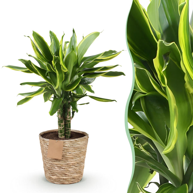 Dracaena fragrans Golden Coast – 50-55cm – 17cm inkl. Naturkorb – Pflegeleichter Drachenbaum mit goldgrünem Blattwerk