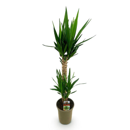 Yucca Elephantipes – 120cm – 19cm – Pflegeleichte Zimmerpflanze mit schmalen Blättern – Robuste Palmlilie für helle & halbschattige Innenräume