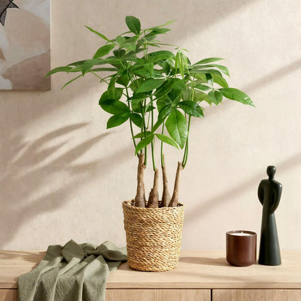 Pachira aquatica Mehrstamm – Zwei pflegeleichte Geldbäume – 17cm – Höhe 50-55cm – Grün – Tropische Zimmerpflanzen für Innenräume