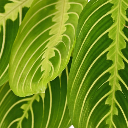Maranta Fascinator Lemon Lime Pflanze Mit Weißem Topf Ø12cm Höhe ca.25cm Gebetspflanze Grün Haustierfreundlich Pflegeleicht Für Zimmer Büro Küche