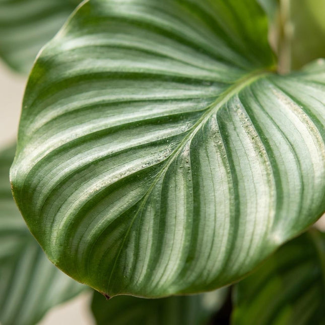 Korbmarante Calathea orbifolia – Ø21cm – 60-70cm hoch – Elegante Zimmerpflanze mit silbrig – grünen Blättern – Pflegeleicht & luftreinigend