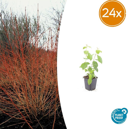 Cornus sanguinea 'Midwinter Fire' – 24 Pflanzen – ↕10-25cm – Ø9cm – Strauch mit leuchtend orange-roten Winterzweigen – Winterhart & pflegeleicht