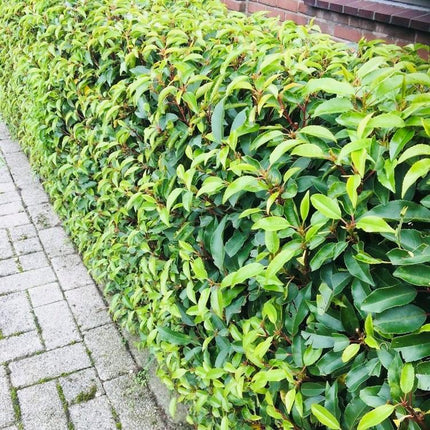 Chickasa – Pflaume – Prunus lusitanica Angustifolia – 6 Pflanzen – Heckenpflanze 1m – Immergrün – Blatt grün – 17cm – Höhe 50cm