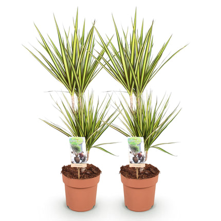 Dracaena Sunray – Drachenbaum – 2 Pflanzen – 70-75cm – 17cm – Grün – Gelb panaschiert – Pflegeleichte Zimmerpflanze für moderne & klassische Wohnräume