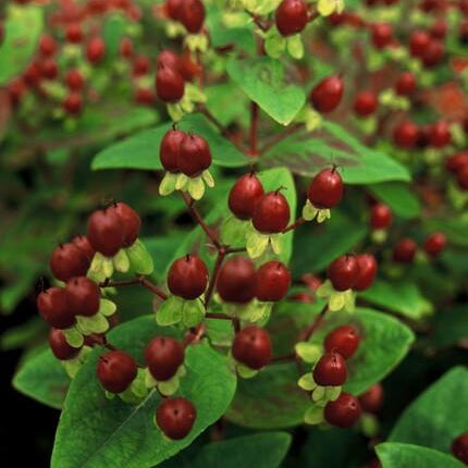 Hypericum inodorum 'Beauty' – 24 Pflanzen – ↕10-25cm – Ø9cm – Johanniskraut-Strauch – Goldgelbe Sommerblüten – Winterhart & pflegeleicht – Für Sonne & Halbschatten