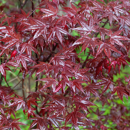 Japanischer Ahorn Acer palmatum Bloodgood – Rot – 2 Pflanzen – Laubabwerfender Zierbaum – 19cm – Ca. 70cm hoch – Für Balkon, Terrasse & Beet