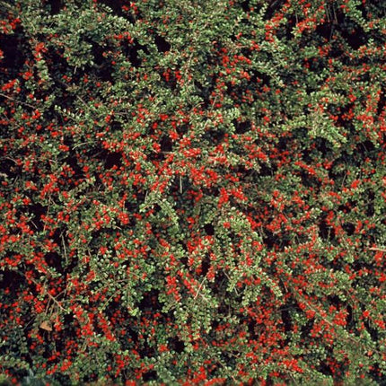 Cotoneaster horizontalis – 24 Pflanzen – ↕10-25 cm – Ø9 cm – Winterharter Zierstrauch – Rote Beeren – Pflegeleicht & Vogelfreundlich
