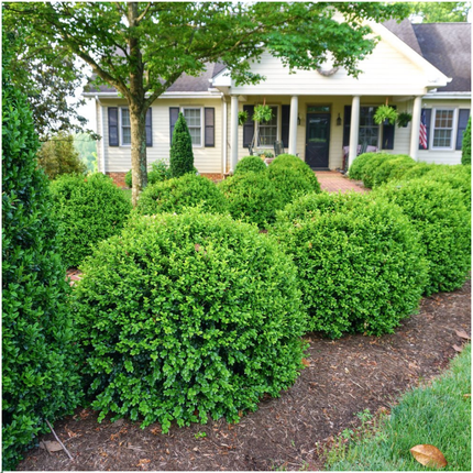 Buchsbaum – Buxus NewGen Freedom – 72 Pflanzen – Ø7 cm – ca. 15 cm hoch – winterhart & pilzresistent – ideal für große Hecken & Formschnitt