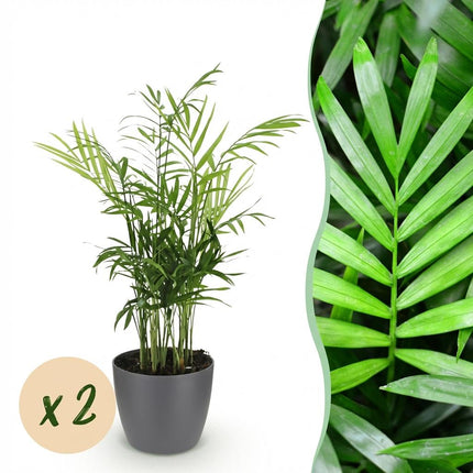 Chamaedorea elegans Pflanzen Mit Grauem Topf Ø12cm Höhe ca.15cm Goldpalme Haustierfreundlich Luftreinigend Pflegeleicht Für Zimmer Büro &