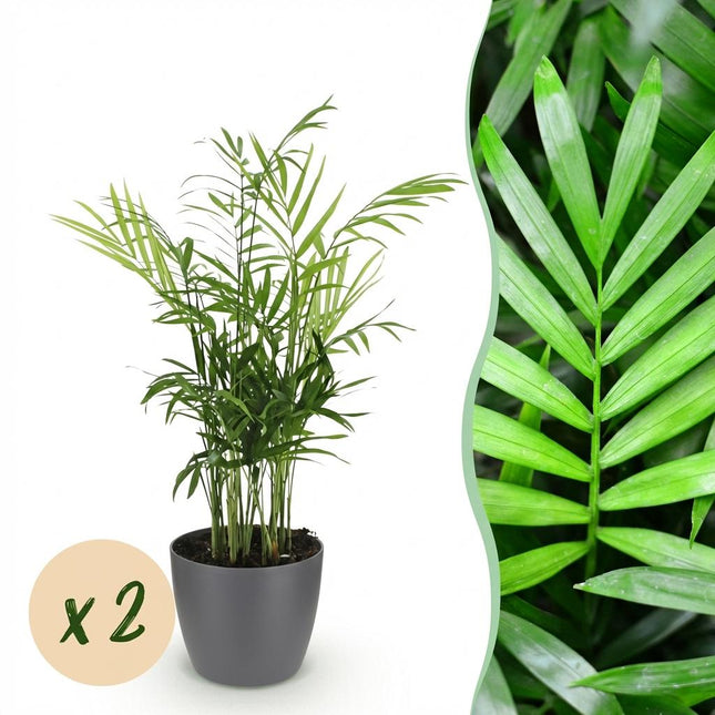 Chamaedorea elegans 2er Set Pflanzen Mit Grauem Topf Ø12cm Höhe ca.15cm Goldpalme Haustierfreundlich Luftreinigend Pflegeleicht Für Zimmer Büro &