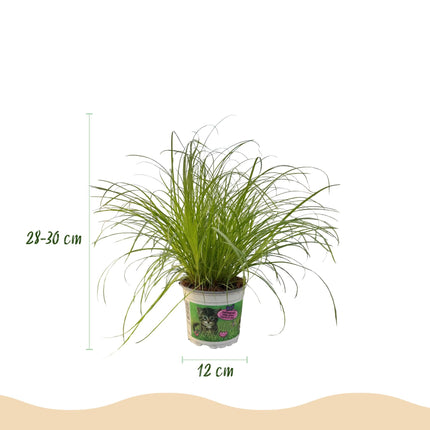 Cyperus alternifolius Zumula – 4 Pflanzen Set – Ø12cm Höhe 28-30cm – Katzengras mit fächerförmigen Blättern – Haustierfreundliche Zimmerpflanze