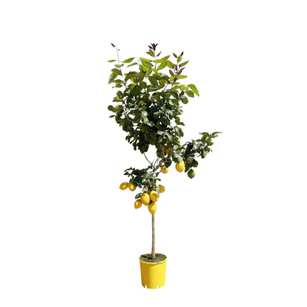 Zitronenbaum – Citrus limon – ca. 150cm hoch – Ø24cm – duftende Blüten & essbare Zitronen – immergrüne Zimmer – & Terrassenpflanze