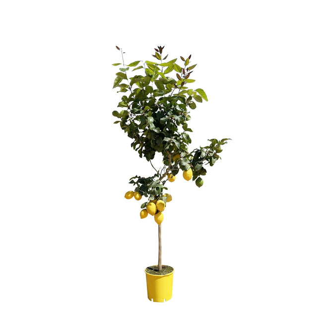 Zitronenbaum – Citrus limon – ca. 150cm hoch – Ø24cm – duftende Blüten & essbare Zitronen – immergrüne Zimmer – & Terrassenpflanze