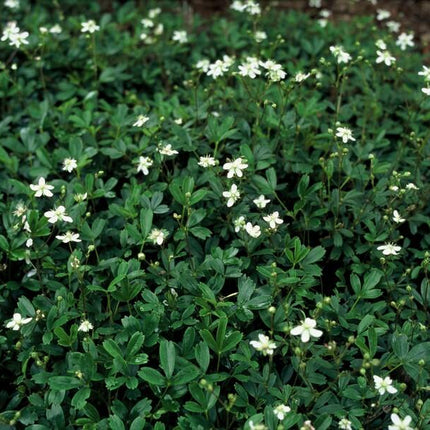 Fingerstrauch Potentilla tridentata 'Nuuk' – ↕10-25cm – Ø9cm – 40 Pflanzen – Immergrüner Bodendecker – Pflegeleicht & Winterhart