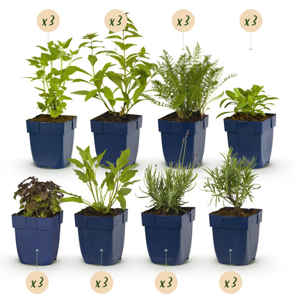Staudenset – Duftende Blumen – 24 Stauden Ø11cm – Für ca. 3m² – Bienenfreundlich & pflegeleicht – Verschiedene Farben & Blütezeiten