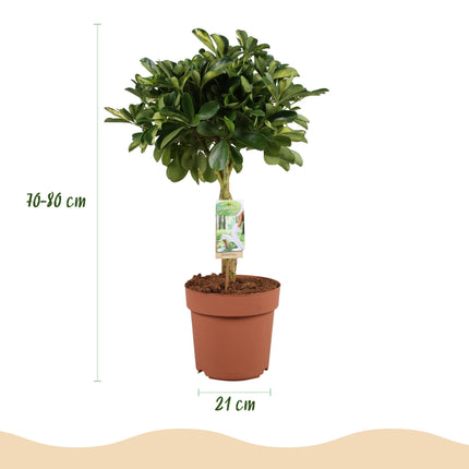 Schefflera Gold Capelle Fingerbaum Pflanze mit weißem Topf Ø21cm Höhe 70-81cm Pflegeleichte Grünpflanze mit goldenen Blattakzenten für Zimmer & Büro