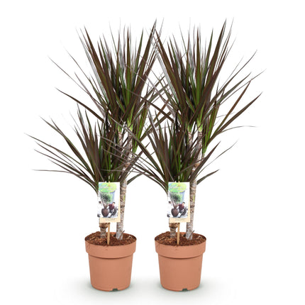 Dracaena Magenta – 2 pflegeleichte Drachenbäume – 17cm – Höhe 70-80cm – Rot – Grüne Zimmerpflanzen für Innenräume