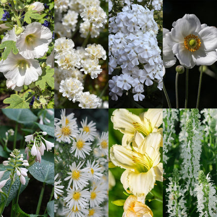Staudenset „Weiß“ – 24 weißblühende Stauden für ca. 3 m² – Elegantes Borderpaket für sonnige Gartenbereiche – Pflegeleicht & harmonisch abgestimmt – Ø11 cm