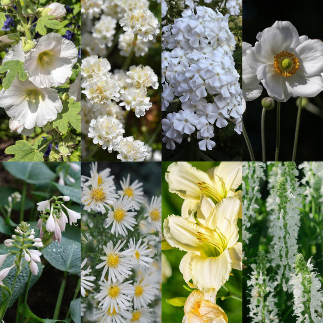 Staudenset „Weiß“ – 24 weißblühende Stauden für ca. 3 m² – Elegantes Borderpaket für sonnige Gartenbereiche – Pflegeleicht & harmonisch abgestimmt – Ø11 cm