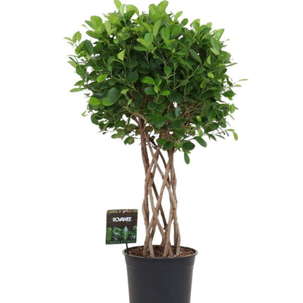 Ficus Moclame – 120cm – Geflochtener Zylinderstamm – Elegant gewachsene Zimmerpflanze für helle Innenräume – Immergrüne Ficus – Art Ø24-27cm