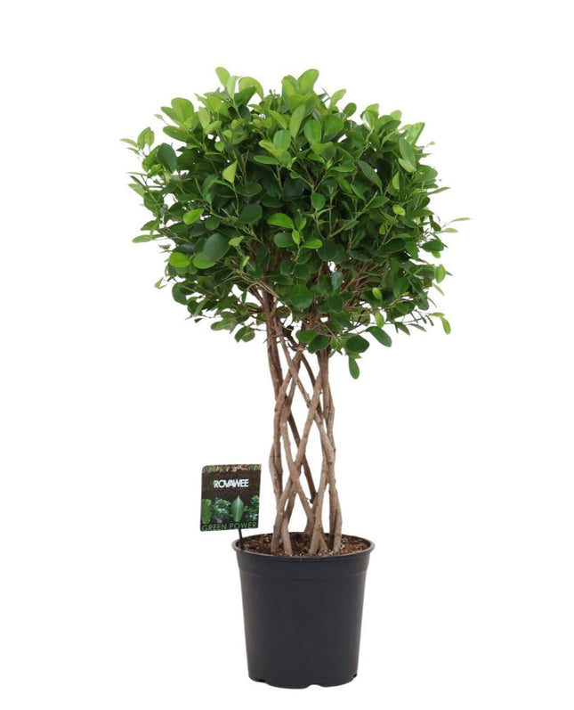 Ficus Moclame – 120cm – Geflochtener Zylinderstamm – Elegant gewachsene Zimmerpflanze für helle Innenräume – Immergrüne Ficus – Art Ø24-27cm