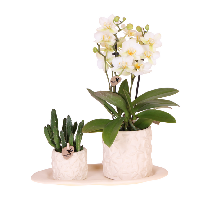 Pflanzenset – Weiße Phalaenopsis Orchidee Lausanne & Sukkulente – Keramik-Ziertöpfe auf weißem Tablett – Zimmerpflanze – Ø9 cm
