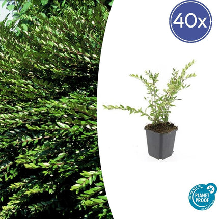 Böschungsmyrthe Lonicera pileata 'Purple Pearl' – ↕10-25cm – Ø9cm – 40 Pflanzen – Immergrün, Bodendecker, Pflegeleicht, Purpurrote Blätter