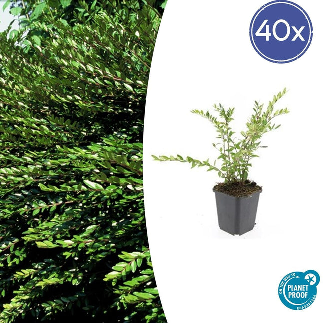 Böschungsmyrthe Lonicera pileata 'Purple Pearl' – ↕10-25cm – Ø9cm – 40 Pflanzen – Immergrün, Bodendecker, Pflegeleicht, Purpurrote Blätter