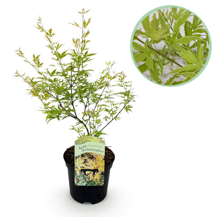 Japanischer Ahorn – Acer palmatum Metamorphosa – 70cm hoch – 19cm – Balkonpflanze & Zierbaum – Grünes Frühlingslaub, rote Herbstfärbung