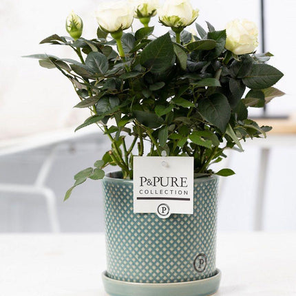 Rose Weiß im Keramiktopf – Ø12cm ↕30cm – Weiße Rose im modernen Blumentopf – Elegante Zimmerpflanze für Innenräume – Symbol für Reinheit & Stil