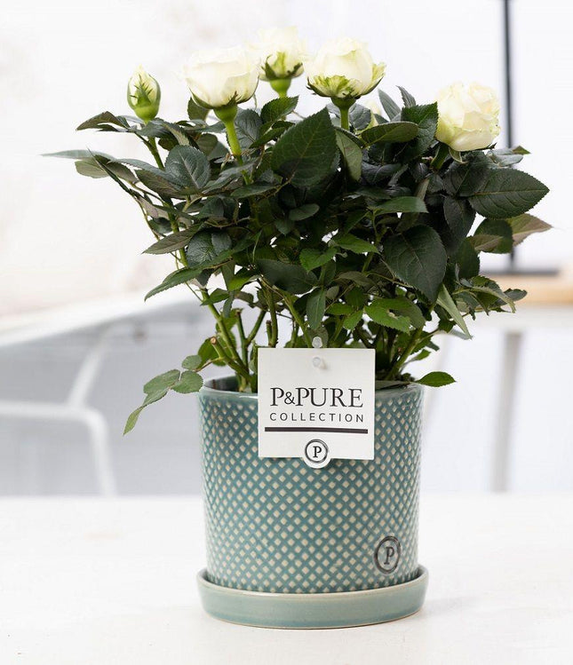 Rose Weiß im Keramiktopf – Ø12cm ↕30cm – Weiße Rose im modernen Blumentopf – Elegante Zimmerpflanze für Innenräume – Symbol für Reinheit & Stil