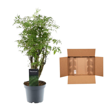 Polyscias Hawaiiana Ming 45cm – Ø12cm – Zimmerpflanze mit dichtem, tiefgrünem Blattwerk – Pflegeleicht & ideal für Wohnzimmer, Büro & Innenräume