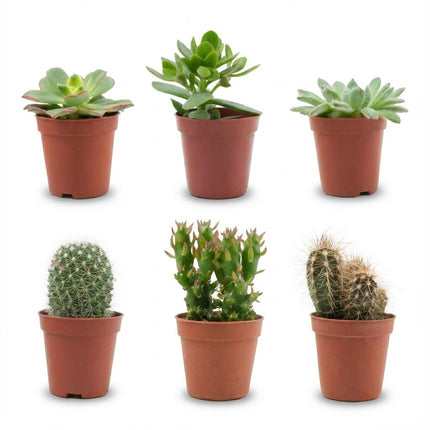 Kakteen & Sukkulenten Mix – 6 Pflanzen – Ø5,5cm – Höhe 5-10cm – Echte Mini Kakteen & Sukkulenten – Pflegeleichte Zimmerpflanzen für Deko & Geschenk