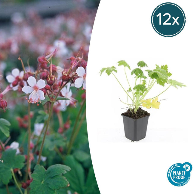 Felsen-Storchschnabel Geranium macrorrhizum 'Spessart' – Winterharter Bodendecker – 12 Pflanzen – Ø9 cm Töpfe – Höhe 10-25 cm – Weiße Blüten & grünes Laub – Ideal für Steingärten & Beete