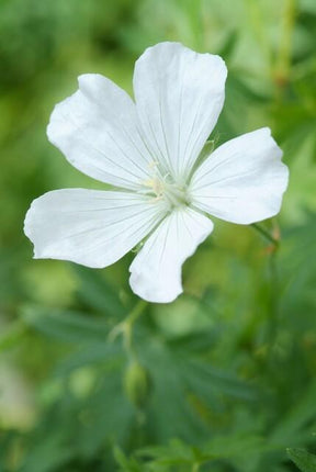 Schnee-Storchschnabel Geranium sanguineum 'Album' – ↕10-25cm – Ø9cm – 12 Pflanzen – Weiße winterharte Staude & Bodendecker