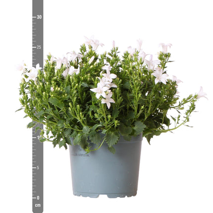 Campanula Addenda Ambella weiß 12er Set – Glockenblume weiß Topfgröße 12cm – winterhart, lang blühend – Bodendecker für ca.2m²
