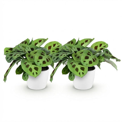 Maranta Fascinator Kerchoveana Zebrapflanze Pflanze 2er Set mit weißem Topf Ø12cm Höhe 25cm Haustierfreundliche pflegeleicht Grünpflanze für