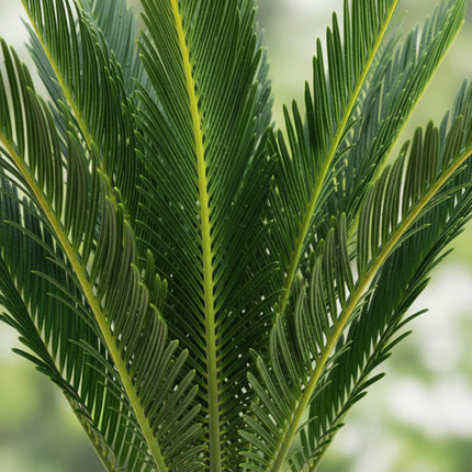 Cycas revoluta Sagopalmfarn – 45cm – 14cm – Pflegeleichte Zimmerpflanze mit fiederartigen Blättern – Exotischer Blickfang für Wohn – & Arbeitsräume