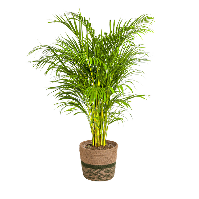Goldfruchtpalme – Dypsis Areca Lutescens inkl. Naturkorb – Höhe 120-140cm – Ø24cm – Luftreinigende Zimmerpflanze im dekorativen Korb