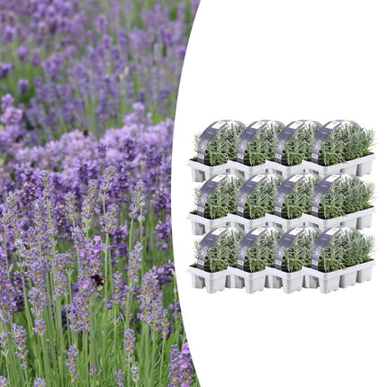 Echter Lavendel – Lavendel angustifolia – Ø7cm – ↕15 cm – 72 Pflanzen – Duftend & Winterhart – Für Garten, Balkon & Terrasse – Pflegeleicht