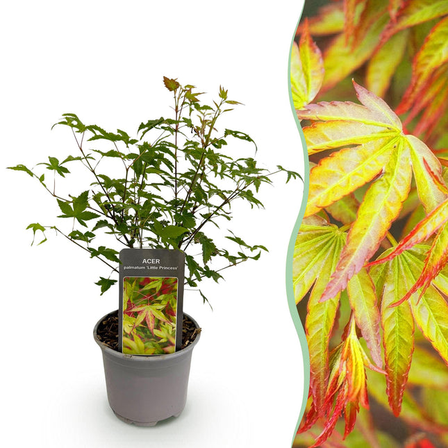 Ahorn Acer palmatum Little Princess – Grün – Laubabwerfend – Wenig Pflege – 12cm Höhe 35cm
