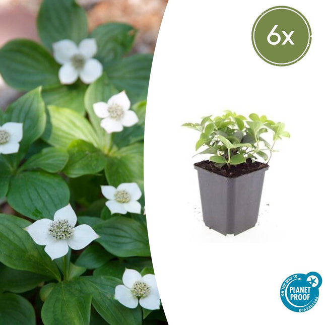 Kanadischer Hartriegel Cornus canadensis – ↕10-25cm – Ø9cm – 6 Pflanzen – Bodendecker-Pflanze – Schattentauglich – Immergrün – Bienen- & Schmetterlingsfreundlich