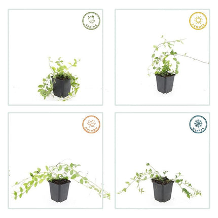 Kleinblättriges Immergrün Vinca minor 'Aureovariegata' – ↕10-25cm – Ø9cm – 60 Pflanzen – Goldrand-Laub – Violette Blüten – Wintergrüner Bodendecker