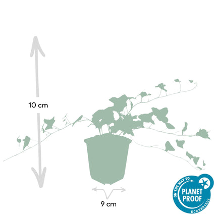 Hedera helix 'Glacier' – Bunter Efeu – 24 Pflanzen – ↕10-25cm – Ø9cm – Immergrüner Kletter – & Bodendecker – Pflegeleicht & winterhart