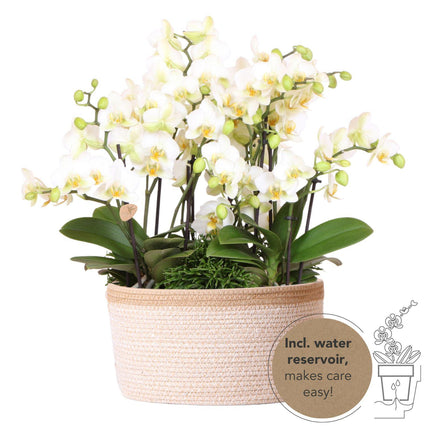 Weißes Pflanzenset im Baumwollkorb – 3 Orchideen Lausanne & 3 Grünpflanzen – Ø9cm – Mit autarkem Wassertank – Dekoratives Pflanzenarrangement