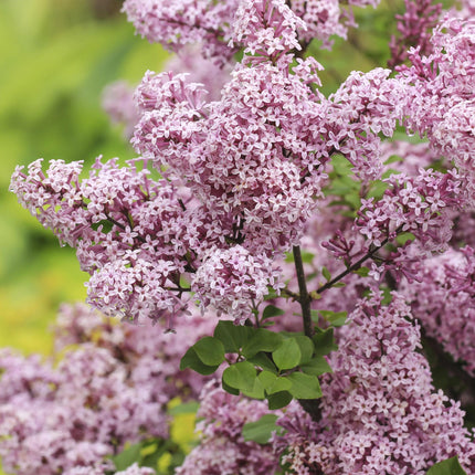 Zwergflieder Syringa meyeri Palibin – 19cm Höhe ca.90cm – Lila blühend & duftend – Winterhart & laubabwerfend – Ideal für Beet Balkon Terrasse