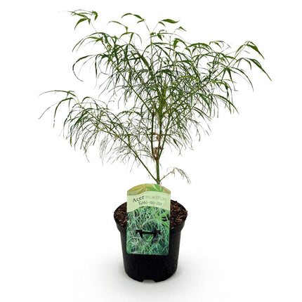 Japanischer Ahorn – Acer palmatum Koto-no-ito – Zierahorn im Topf 19cm – ca. 70cm hoch – Feingliedrig & mehrfarbig – Balkon- & Terrassenpflanze