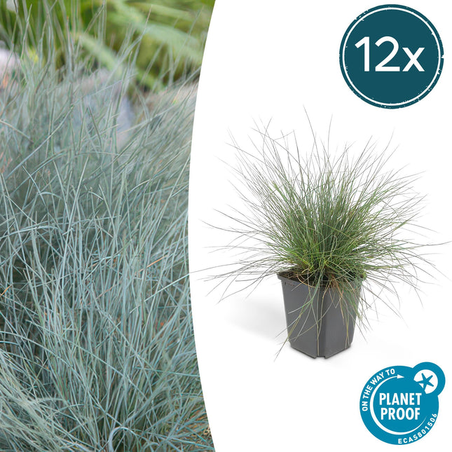 Blau – Schwingel – Festuca glauca 'Elijah Blue' – ↕10-25cm – Ø9cm – 12 Pflanzen – winterhart & pflegeleicht